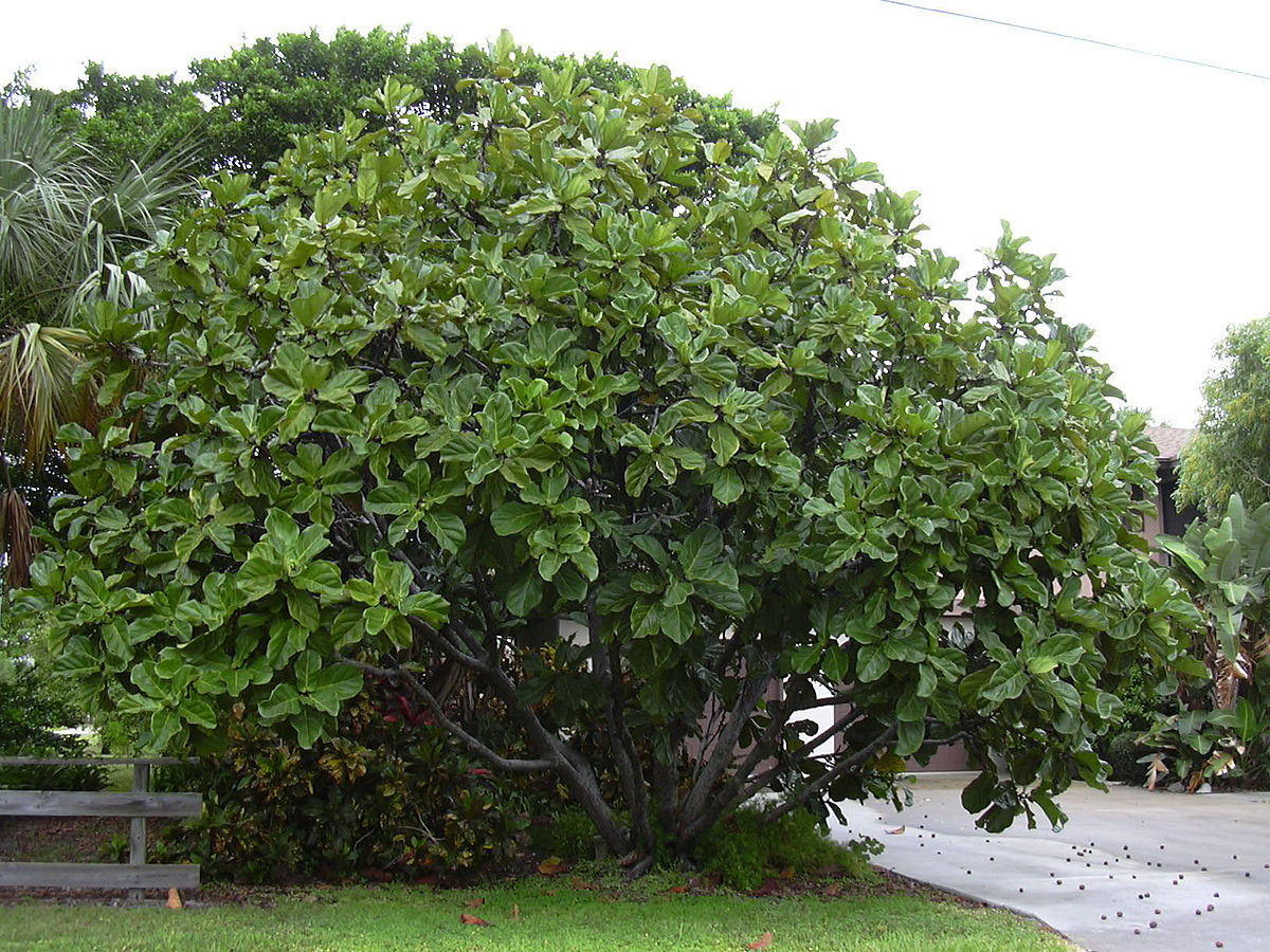 1200px-Starr_031108-0130_Ficus_lyrata.jpg