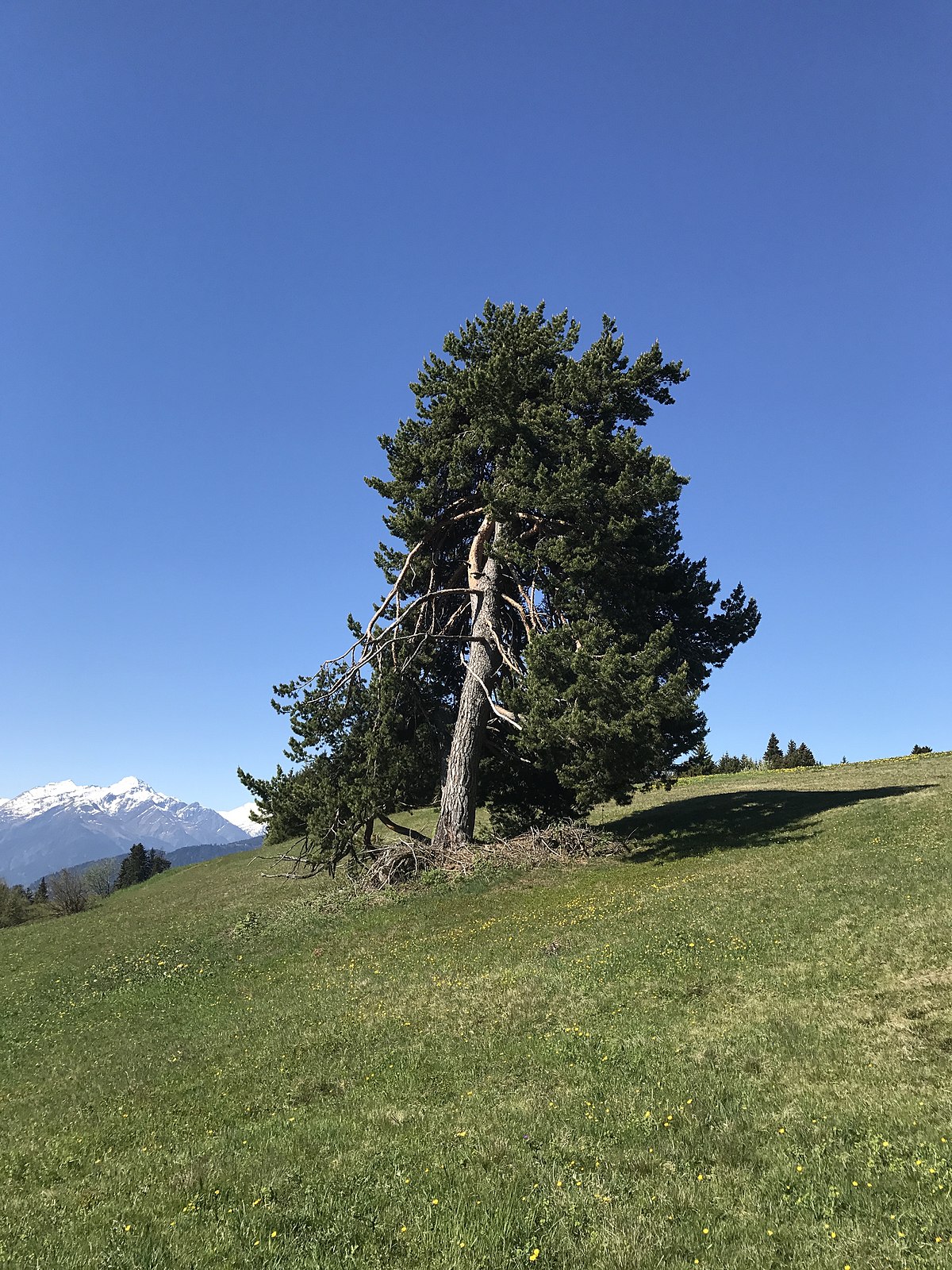 1200px-Wettertanne_Laax.JPG