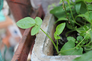12039092355_79b84a27d4_n.jpg