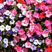 12042389-rosa-rojo-blanco-y-flores-de-color-violeta-en-primavera.jpg