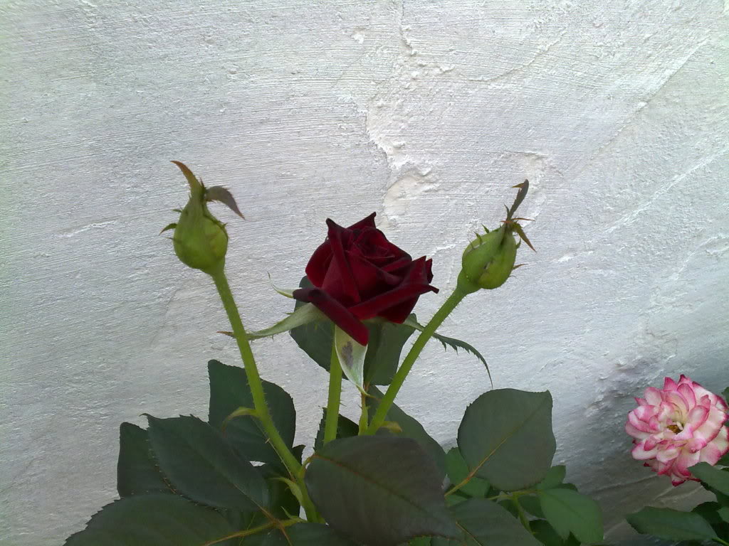 12082010794.jpg