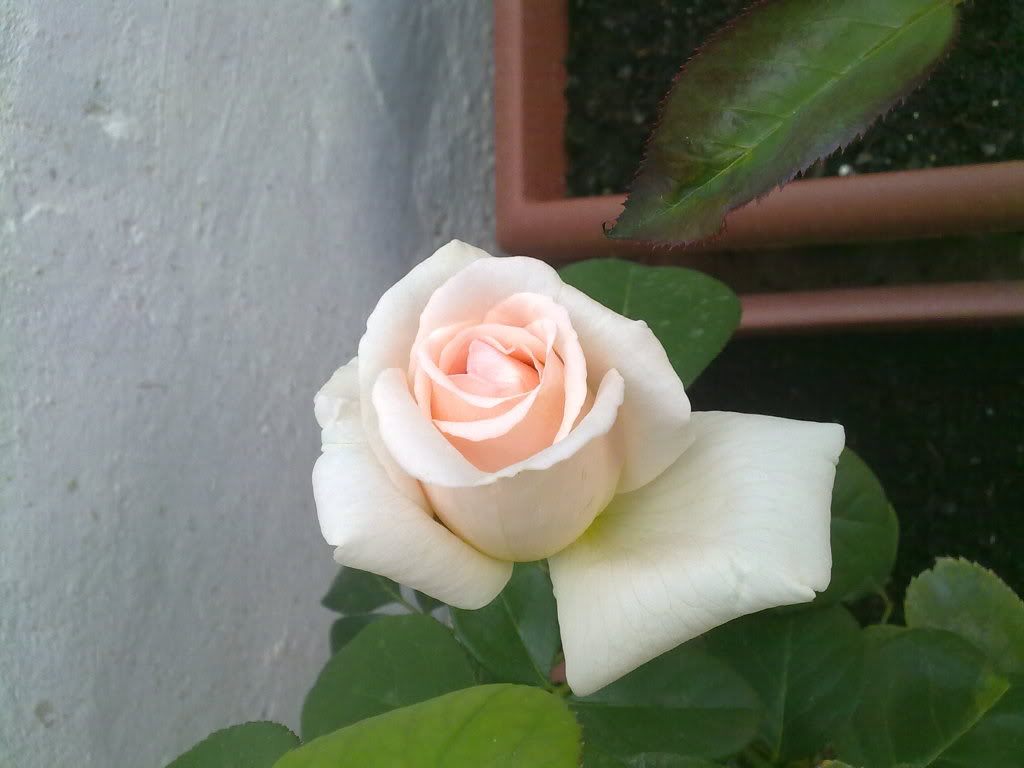 12082010808.jpg