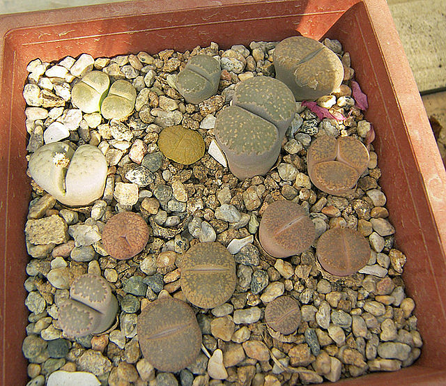 120a787b.jpg
