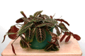 120px-Maranta-timelapse.gif