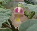 120px-Proboscidea_parviflora_flower1.jpg
