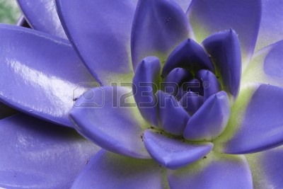 12109333-cactus-echeveria-elegans-painted-in-purple.jpg
