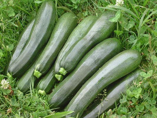 1216714360_calabacin.jpg