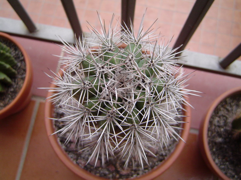 1219_gim.JPG