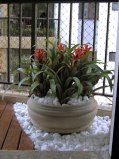 122521203122659bacia_bromelias.jpg