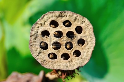 12369659-lotus-seeds-species-flower.jpg