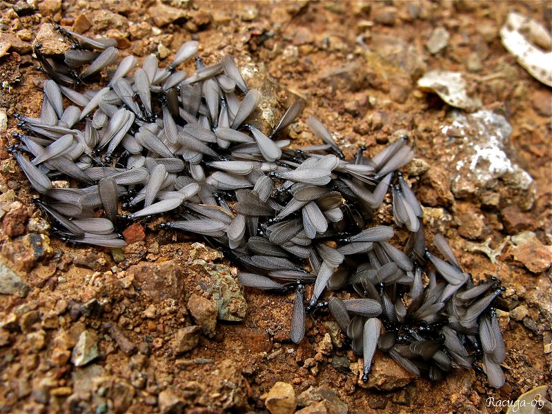 12419890OR.jpg