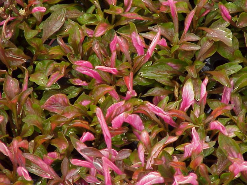 1245517079Alternanthera%20Bronze%202002.jpg
