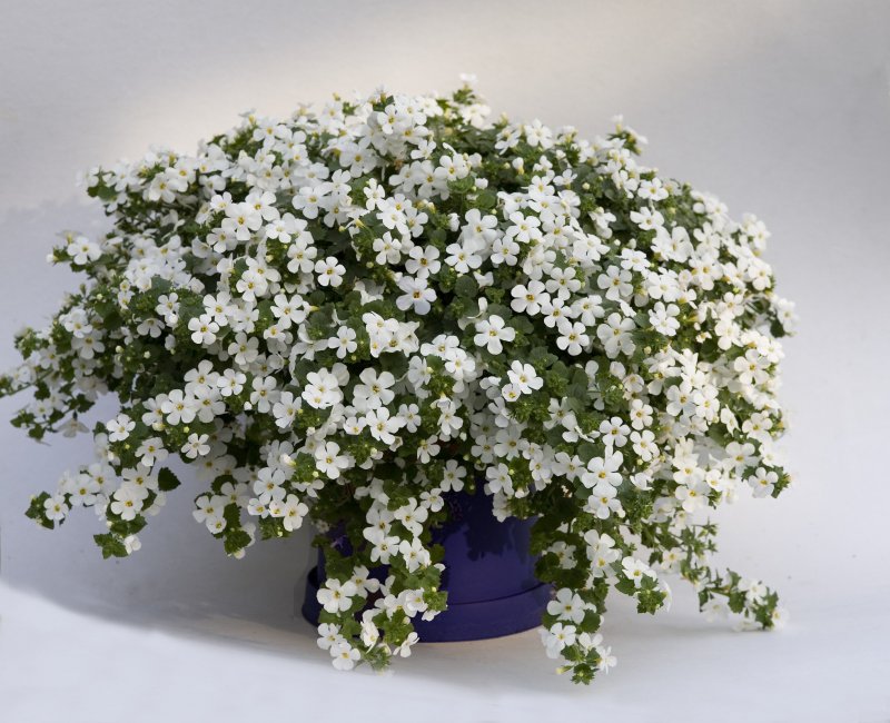 1245619194bacopa%20mega%20white%20imp.jpg