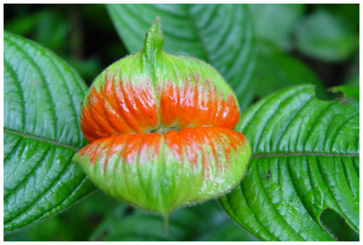 12476d1284045449-plantas-y-flores-curiosas-flor-del-beso-verde.jpg