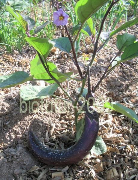 1248253264-fuvaja-plante.JPG