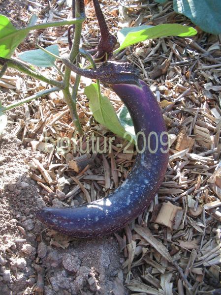 1248253344-fuvaja-fruit.JPG