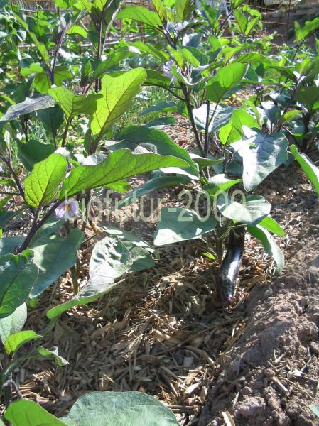 1248253469-lan-zay-ihao-plant.JPG