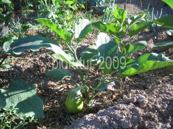 1248253639-verte-dadi-plante.JPG