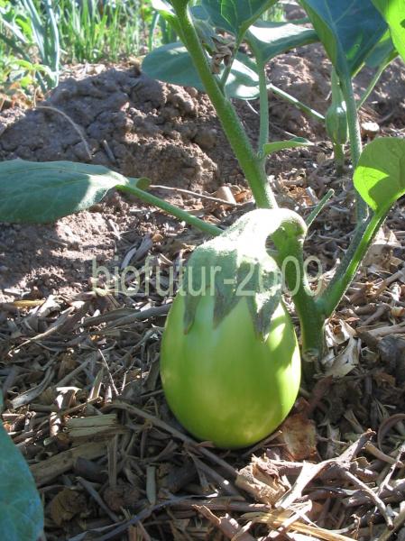 1248253708-verte-dadi-fruit-2.JPG