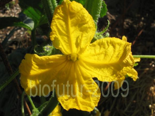 1248256652-xiang%20yun%20n%BA4-fleur-male-2.JPG