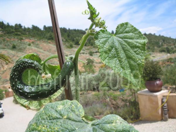 1248256783-xiang%20yun%20n%BA4-fruit%20en%20formation-1.JPG