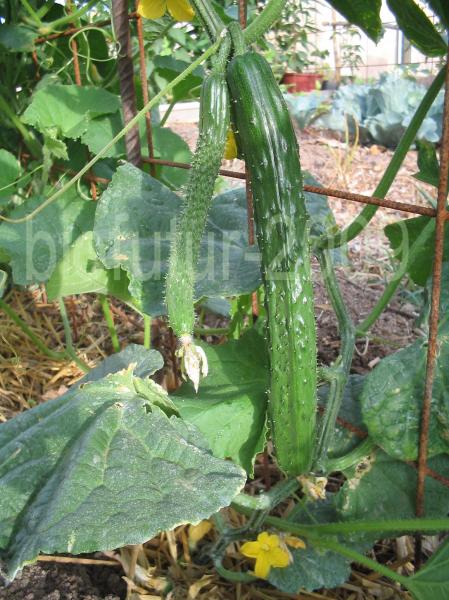 1248256846-xiang%20yun%20n%BA4-fruit-arrivant-maturit%E9-1.JPG