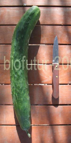 1248861427-xiang-yun-n%BA4-fruit-maturit%E9-1.jpg