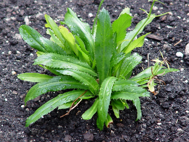 126%20Herbs%20-%20Culantro%20-%20January%2022,%202006-L.jpg