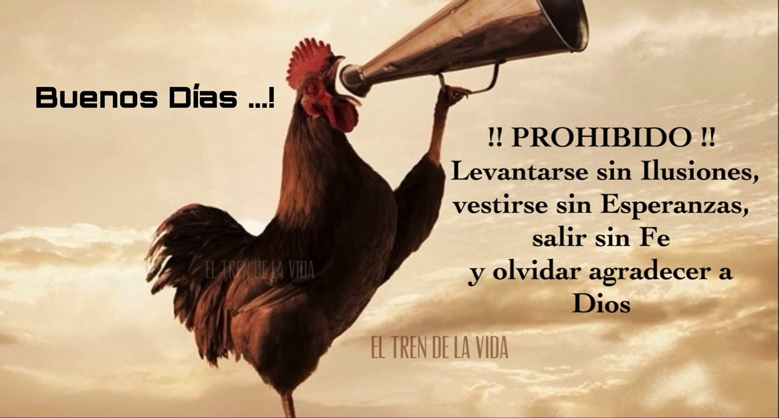 1270221_690582317619795_834259296_o++++++++++(+BUENOS+D%C3%8DAS+)+++++++++GALLO+ON+PARLANTE.jpg