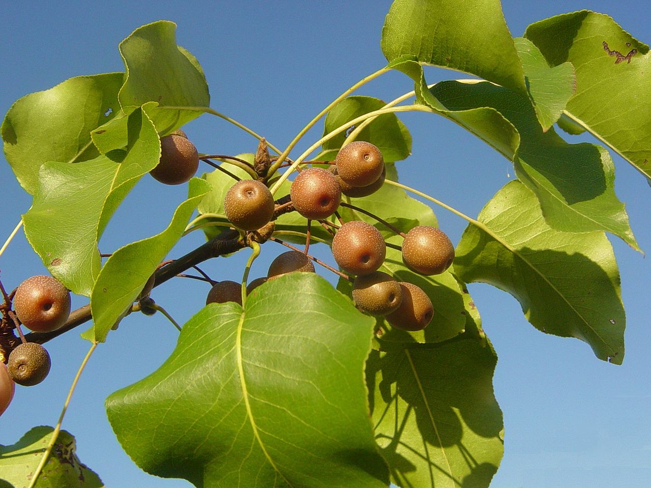 1280px-CalleryPearC.JPG