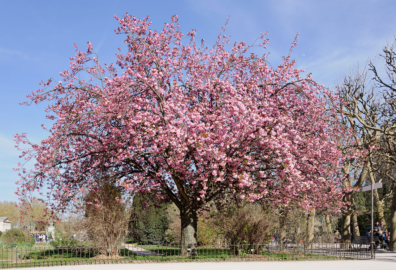 1280px-Cerisier_du_Japon_Prunus_serrulata.jpg