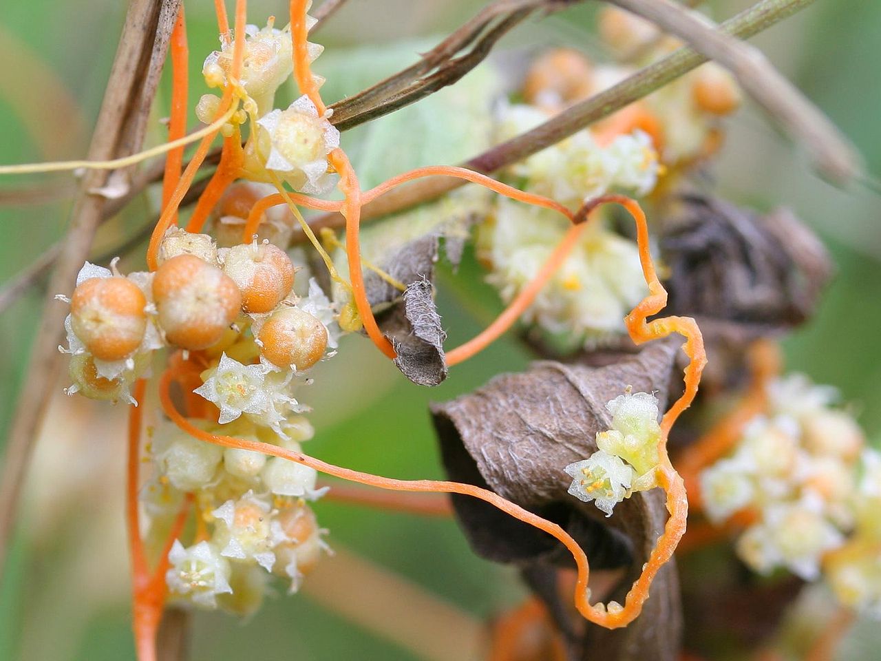 1280px-Cuscuta_campestris.jpe