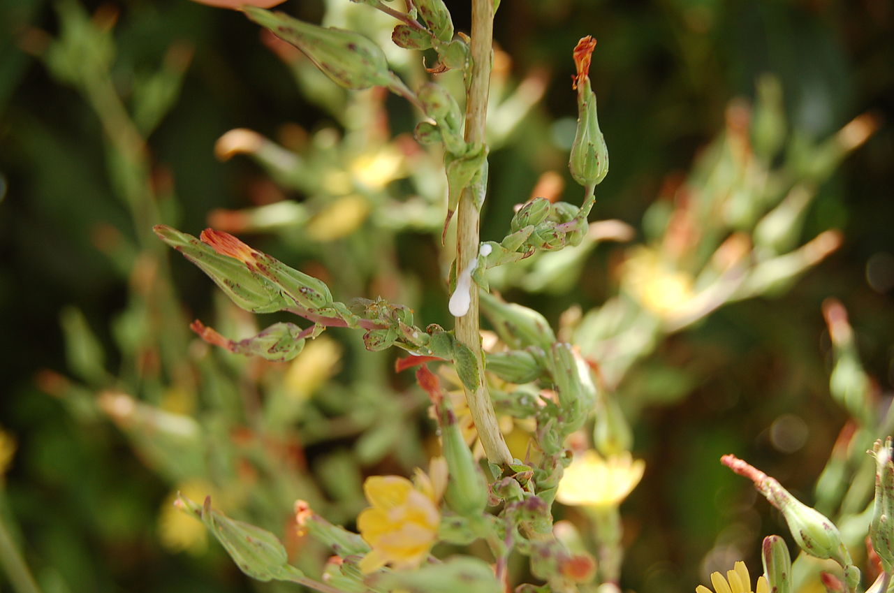 1280px-Lactuca_virosa_bleeding.JPG