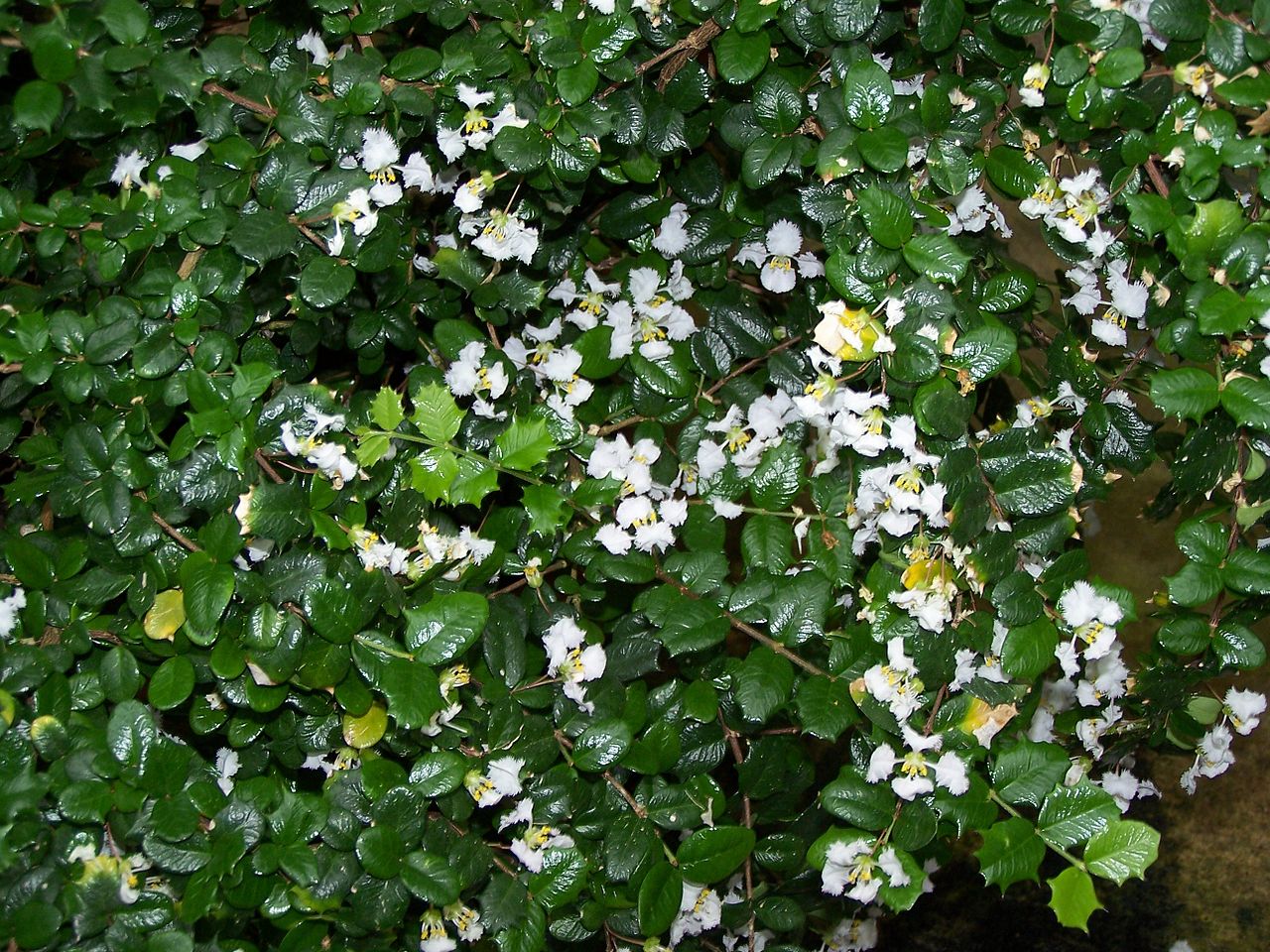 1280px-Malpighia_coccigera_001.jpg