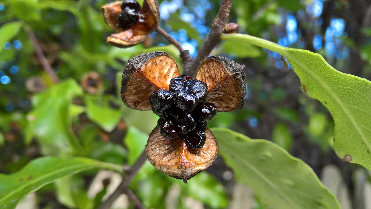 1280px-Pittosporum_tenuifolium_%28Kohuhu%29_capsule.jpg