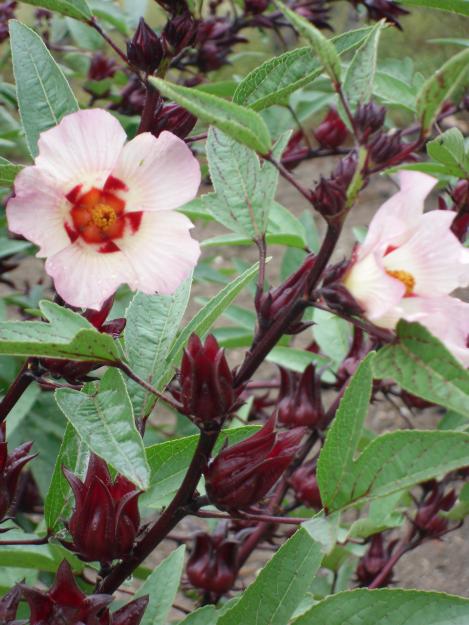 1285953882_125527190_1-Fotos-de--VENDO-FLOR-DE-JAMAICA-1285953882.jpg