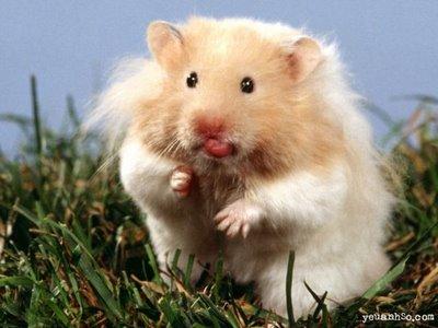 1295749342_160165503_4-Hamsters-Comunes-Rusos-Angoras-Pandas-Compra-Venta.jpg