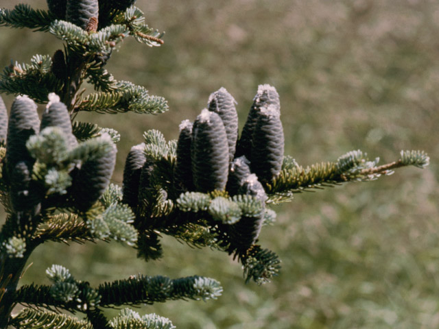 12_95_Abies_balsamea.jpg