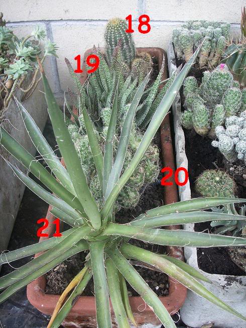12_cactus.jpg