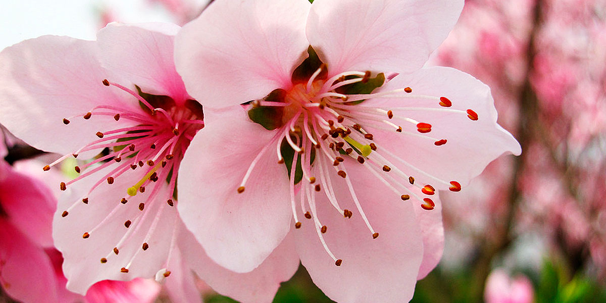 12_flor_del_melocoton_01.jpg