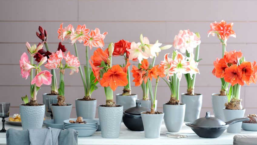 12_hippeastrum.3-848x477x80xX-1.jpg