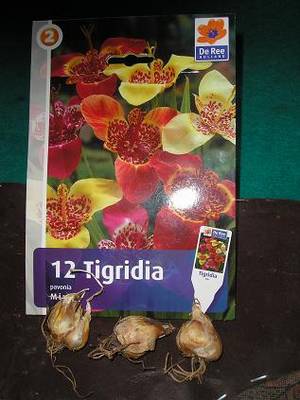 12_trigidias_11-02-07.JPG