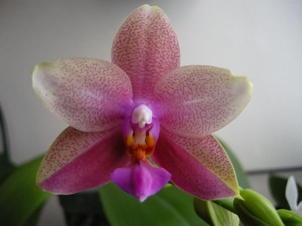 13-04-08-091jpg-Phal-Liodoro.jpg