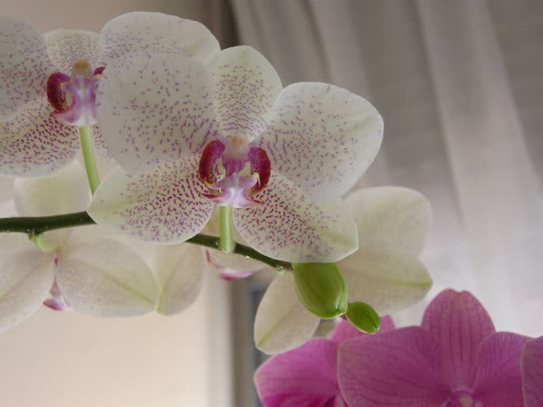13-04-08-157jpg-Phal-moteada.jpg