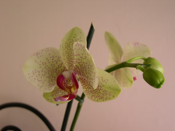 13-05-07-001-Phal-moteada-2.jpg