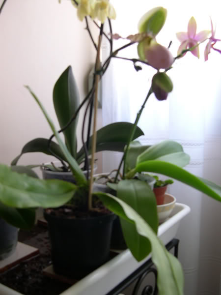 13-05-07-020-Orquideas-band.jpg