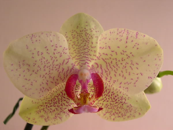 13-05-07-031-Phal-moteada-3.jpg