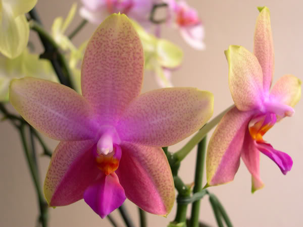13-05-07-044-Phal-Sweet-M.jpg