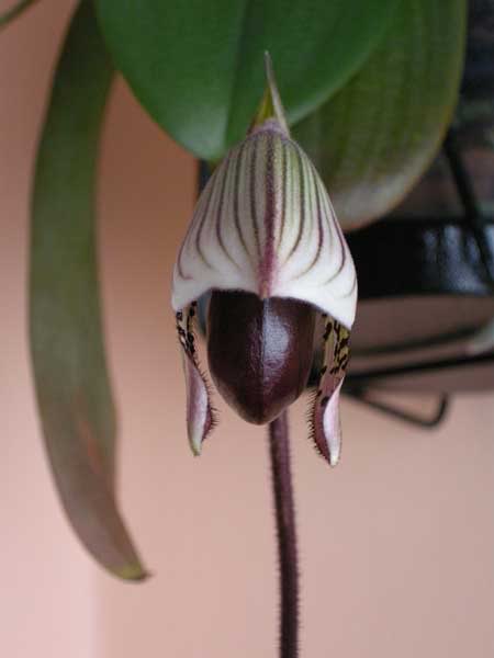 13-08-09-007jpg-paphio-lawrenceanum.jpg