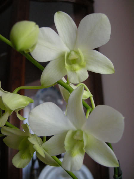 13-09-08-052jpg-Dendro-phal-blanco.jpg